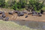 Hippos rushing to the water for cover