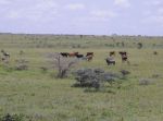 Wildebeest and Cattle throughout the Athi-Kaputiei plains