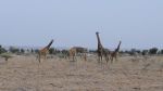 A family of giraffe in the Athi-Kaputiei plains